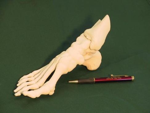 Wydrukowany w 3D Model kości stopy